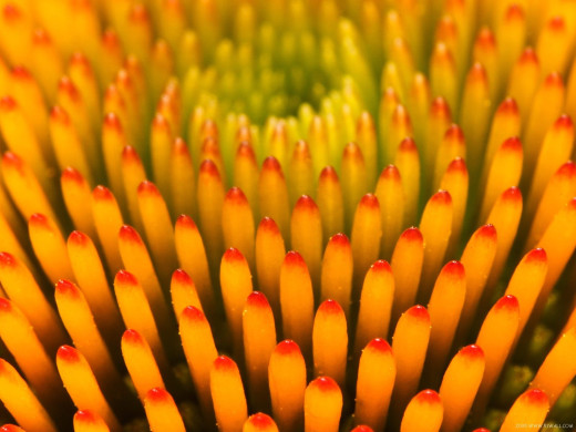 420020 (a): :1600x1200